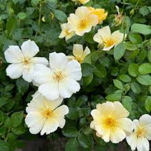 Load image into Gallery viewer, Rose - 'Easy Bee-zy Knock Out®'
