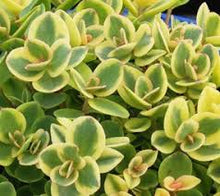 Load image into Gallery viewer, Sedum 'Lime Twister'
