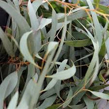 Load image into Gallery viewer, Eucalyptus 'Willow'
