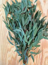 Load image into Gallery viewer, Eucalyptus 'Willow'
