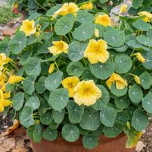 Load image into Gallery viewer, Nasturtium &#39;Baby Yellow&#39;
