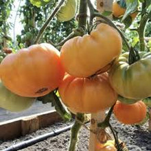 Load image into Gallery viewer, Tomato &#39;Big Rainbow&#39;

