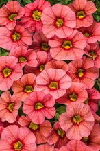 Load image into Gallery viewer, Calibrachoa SUPERBELLS®
