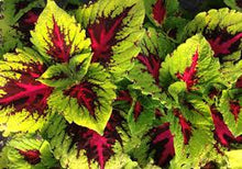 Load image into Gallery viewer, Coleus KONG® Series
