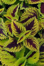 Load image into Gallery viewer, Coleus KONG® Series
