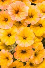 Load image into Gallery viewer, SUPERTUNIAS®
