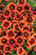 Load image into Gallery viewer, Calibrachoa SUPERBELLS®
