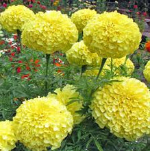 Load image into Gallery viewer, Marigold (African) &#39;Inca Yellow&#39;
