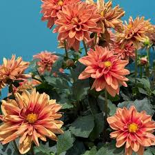 Dahlias