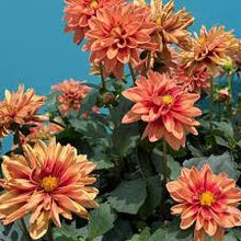 Load image into Gallery viewer, Dahlias
