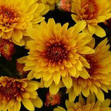 Load image into Gallery viewer, Mum - 2 Gallon
