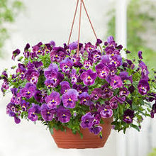 Load image into Gallery viewer, Pansy Hanging Basket
