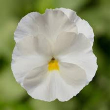 Load image into Gallery viewer, Fall Pansy
