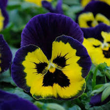 Load image into Gallery viewer, Fall Pansy
