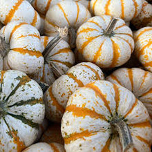 Load image into Gallery viewer, Orange Peel Pumpkins- Set of 5
