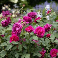 Load image into Gallery viewer, Rose 'Purple Prince'
