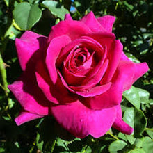 Load image into Gallery viewer, Rose 'Purple Prince'
