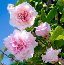 Load image into Gallery viewer, Climbing Rose 'Cecile Brunner'
