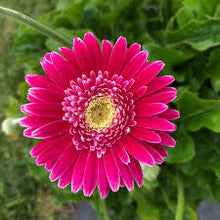 Load image into Gallery viewer, Gerbera Daisies
