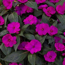 Load image into Gallery viewer, Sunpatiens®
