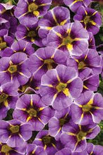 Load image into Gallery viewer, Calibrachoa SUPERBELLS®
