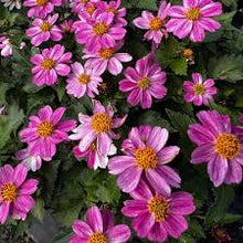 Load image into Gallery viewer, Bidens
