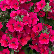 Nemesia