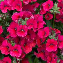 Load image into Gallery viewer, Nemesia
