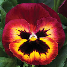 Load image into Gallery viewer, Fall Pansy
