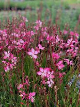 Load image into Gallery viewer, Gaura &#39;Rosy Jane&#39;
