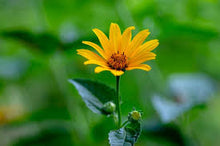 Load image into Gallery viewer, Helianthus decapetalus (10 Petaled Sunflower)
