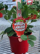Load image into Gallery viewer, Strawberry &#39;Worlds Largest&#39;
