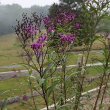Load image into Gallery viewer, Vernonia &#39;Plum Peachy&#39;
