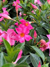Load image into Gallery viewer, Dipladenia
