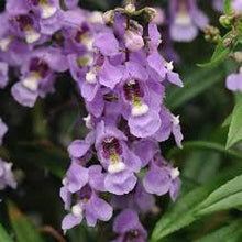 Load image into Gallery viewer, Angelonia
