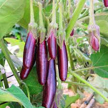 Load image into Gallery viewer, Eggplant 'Little Fingers'
