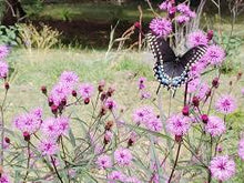Load image into Gallery viewer, Vernonia &#39;Plum Peachy&#39;
