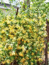 Load image into Gallery viewer, Lonicera 'John Clayton'
