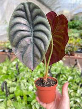 Load image into Gallery viewer, Alocasia &#39;Red Secret&#39;
