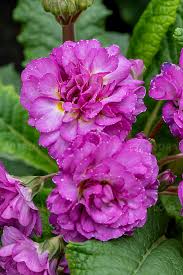 Primula 'Deep Lilac'