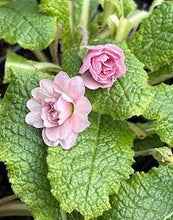 Load image into Gallery viewer, Primula &#39;Soft Pink&#39;
