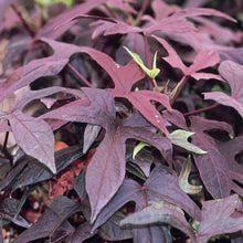 Load image into Gallery viewer, Sweet Potato Vine
