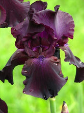 Load image into Gallery viewer, German Iris &#39;Superstition&#39;
