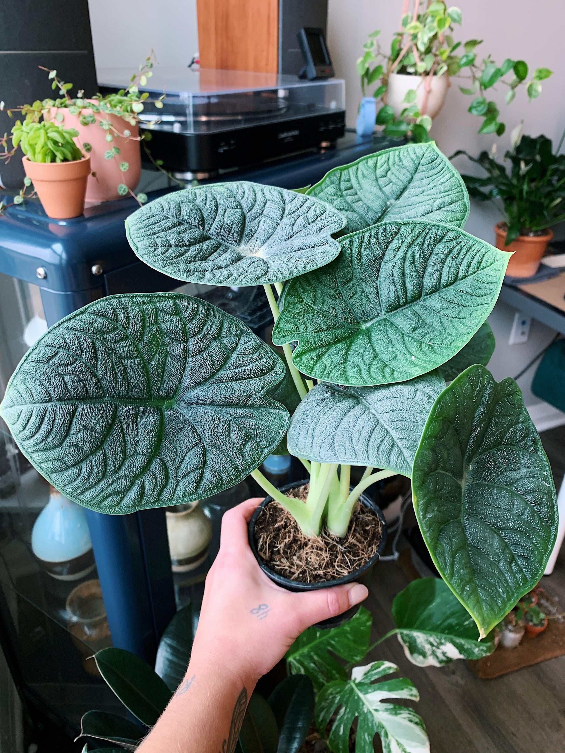 Alocasia melo