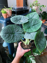 Load image into Gallery viewer, Alocasia melo
