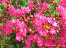 Load image into Gallery viewer, Crape Myrtle &#39;Center Punch&#39;
