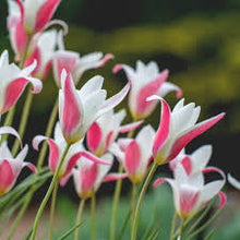 Load image into Gallery viewer, Tulip &#39;Lady Jane&#39;
