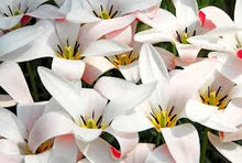 Load image into Gallery viewer, Tulip &#39;Lady Jane&#39;
