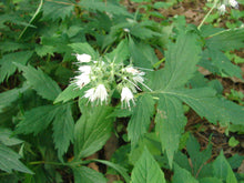 Load image into Gallery viewer, Hydrophyllum virginianum (Virginia Waterleaf)
