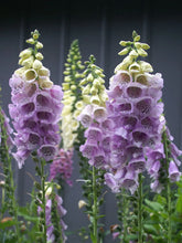 Load image into Gallery viewer, Digitalis 'Camelot™ Lavender
